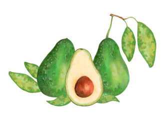 Whole and half avocado with leaves. Fruit composition. Watercolor and marker illustration. Hand drawn isolated art. Botanical vegetable sketch for food packaging or recipes. Healthy vegetarian food