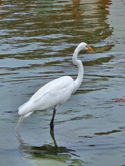 photo of a Great White Heron or Great Egret