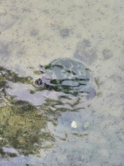 photo of an aquatic turtle swimming