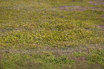 Textured Ground Cover with Mixed Green and Yellow Vegetation in Natural Field