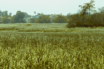 Infrared photography, a grassy field with tall grass, suggesting a rural landscape