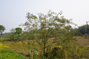 Fototapeta premium Pigeon pea plant commonly known as toor dal plant has been found in the agricultural field