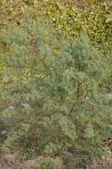 Vachellia karroo plant has been grown uncultivated in the roadside forest
