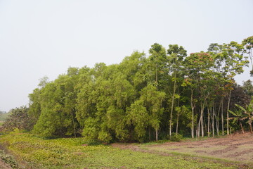 Acacia tree forest commonly known as ear-pod wattle, northern black wattle, or Darwin black wattle.