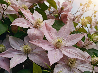 The soft pink hues and delicate textures of clematis flowers in a close-up shot, emphasizing their climbing vines and gentle beauty.