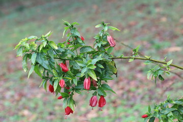 sleeping hibiscus flower (Turk's cap mallow)	