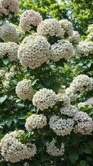 Viburnum in full bloom with pinkish-white flowers against a green leafy backdrop , blooming trees, spring blooms, garden flowers