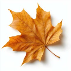 Vibrant orange maple leaf on white background.