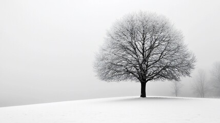 Fototapeta premium Solitary frost-covered tree in snowy field, foggy background; winter landscape