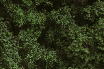 green, background, nature, plants, beauty, black, shine