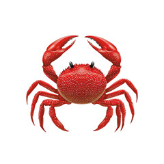 Vibrant Red Crab Detailed Illustration of a Crustacean