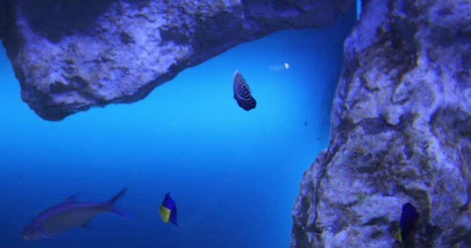 Small Emperor Anglefish is swimming among other fish near the rocks, 4k