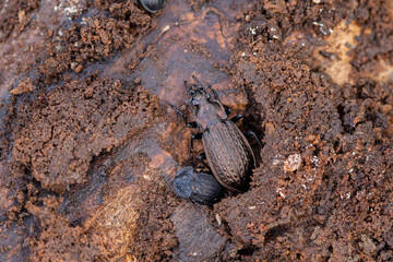 Ground-Beetle Carabus granulatus in close view