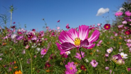 Obraz premium 青空とピンクのコスモス