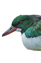 Naklejka premium Close-up of a vibrant green bird with a striking red beak and bright orange eye. isolated on transparent background