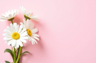 Mono bouquet of white daisies on pink background with space for text, card template