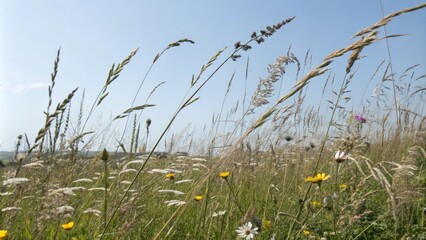 Tall stalks of tall grasses and wildflowers swaying in the wind, wildflowers, tall grasses