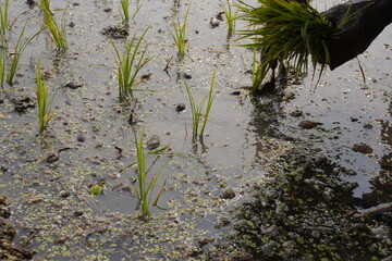 young rice seedlings (Oryza sativa) planted in a flooded field, a common practice in rice cultivation