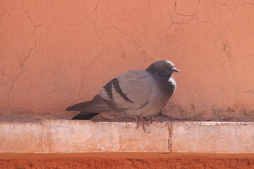 close-up of a pigeon sitting on a house