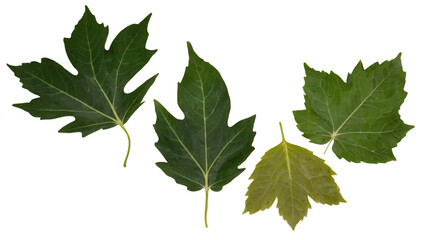 Fototapeta premium Collection of various green leaves, showcasing different shades and shapes. isolated on transparent background