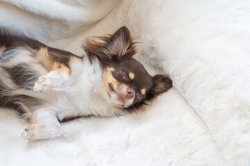 白い毛布の上で微笑みながら眠るチョコタンチワワ
