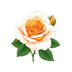 Peach and White Rose Bloom with Bud