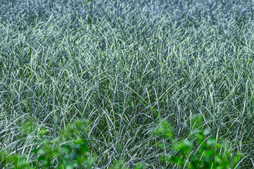 Infrared photography, a dense field of tall grass with a mix of light green and bluish hues