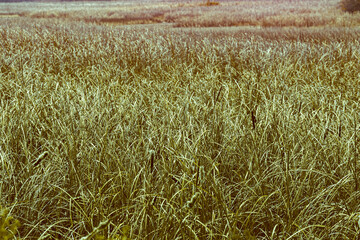 Infrared photography, a field of tall grasses with varying shades of green and hints of golden tones
