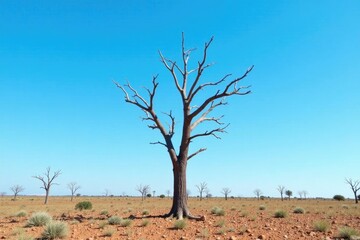 Dead branches of a dried up tree against the clear blue sky, arid landscape, bare tree trunks