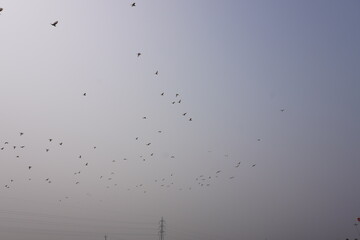 The flocks of birds are flying in the blue sky