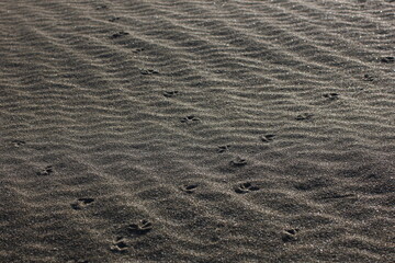  chain of footprints in the desert sands