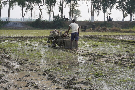 The farmer is working on the paddy field with the power tiller 