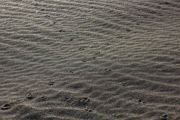a chain of footprints in the desert sands