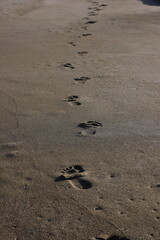 a chain of footprints in the desert sands