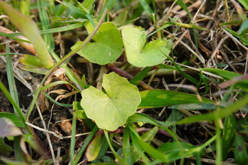 Centella asiatica has been grown on the grassy field 