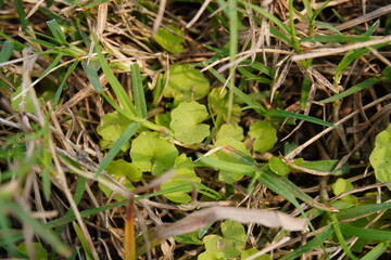 Centella asiatica has been found inside the grass field 
