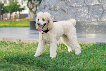 White poodle puppy in grass