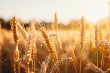Fototapeta premium Golden wheat swaying gently in the breeze during a serene sunset in the countryside. Generative AI