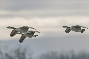 Canada goose landing or taking off on a pond in early morning