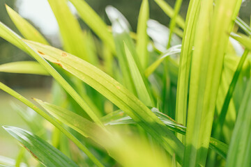 Close up Green leaves background