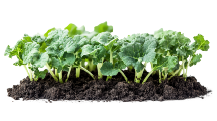 Growing kale seedlings in rich soil agriculture nature isolated on transparent background