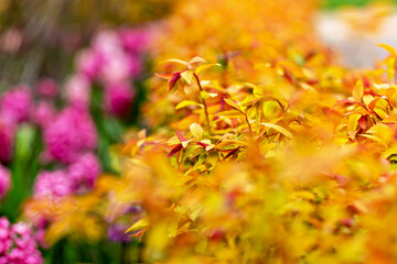 Vivid yellow leaves and pink flowers in full bloom adorn thriving garden. Natural spring blurred background with bushes with young yellow leaves and pink flowers. Selective focus, defocus