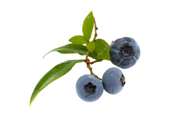 blueberries on white background cutout