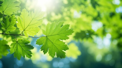 Fototapeta premium Sunlight filters through vibrant green maple leaves in a tranquil grove. Generative AI