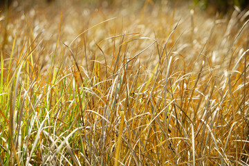 Golden Grasses in Sunlight on a Warm Summer Day in Nature