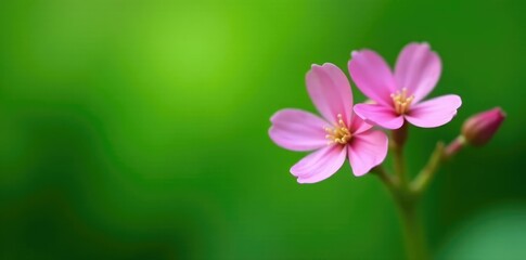 Fototapeta premium Soft petals of pink flowers against a green background, , desmodium tick clover