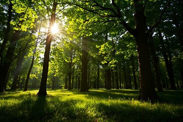 Fototapeta premium Sunlight filtering through lush forest trees, creating a serene and vibrant scene.