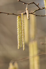Willow or hazelnut Catkins in winter time