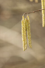 Willow or hazelnut Catkins in winter time