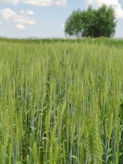 green wheat field